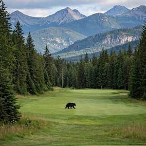 wildlife on the golf course