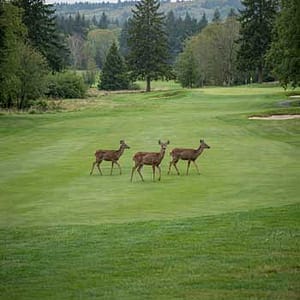 wildlife on the golf course